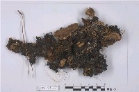 藏品(斑葉衣屬)的圖片